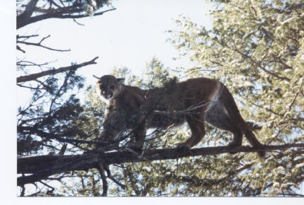Mountain Lion - Cougar